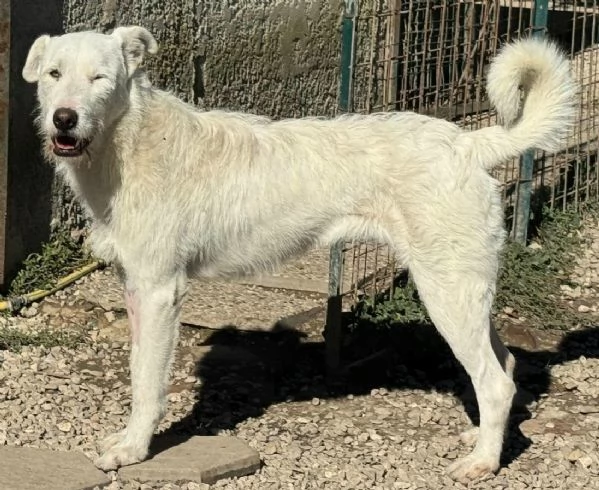 Penny 10 mesi taglia grande | Foto 1