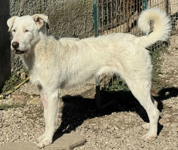 Penny 10 mesi taglia grande | Foto 0