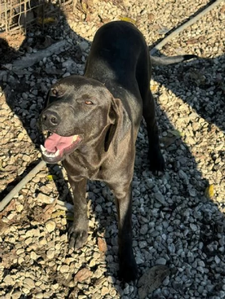 Silvio 6 mesi taglia media  | Foto 1