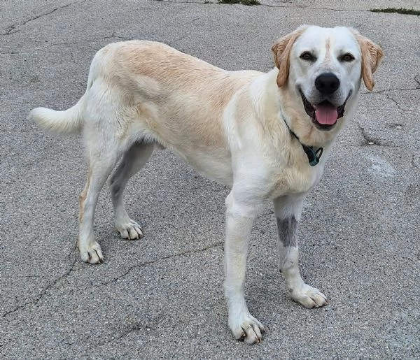 Cooper 11 mesi mix labrador 