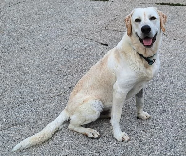 Cooper 11 mesi mix labrador  | Foto 5