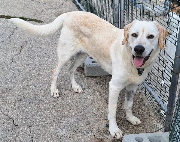 Cooper 11 mesi mix labrador  | Foto 4