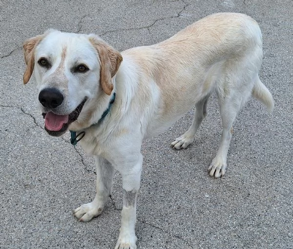 Cooper 11 mesi mix labrador  | Foto 3