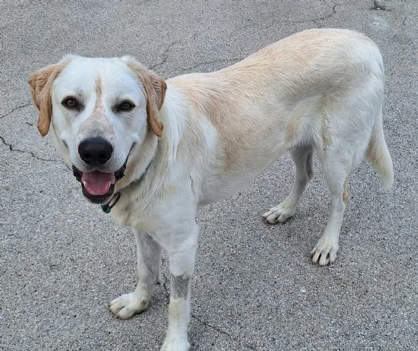 Cooper 11 mesi mix labrador  | Foto 2