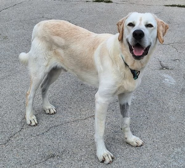 Cooper 11 mesi mix labrador  | Foto 1