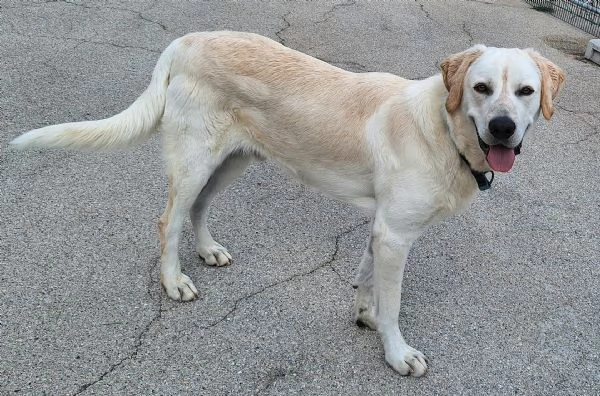 Cooper 11 mesi mix labrador  | Foto 0