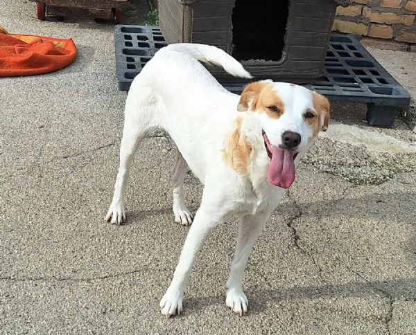 Thelma 3 anni Taglia media contenuta  | Foto 4