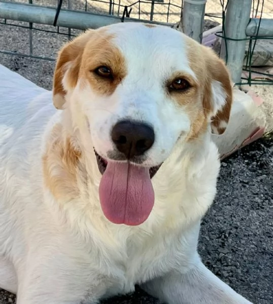 Thelma 3 anni Taglia media contenuta  | Foto 3