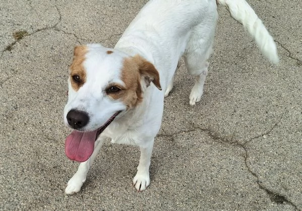 Thelma 3 anni Taglia media contenuta  | Foto 2