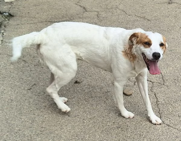 Thelma 3 anni Taglia media contenuta  | Foto 1