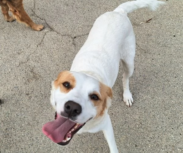 Thelma 3 anni Taglia media contenuta 