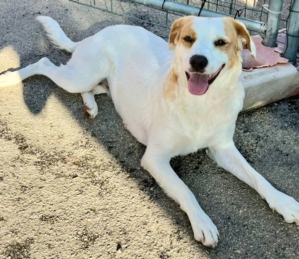 Thelma 3 anni Taglia media contenuta  | Foto 0