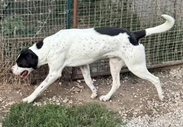 Micky pointer 1 anno | Foto 4