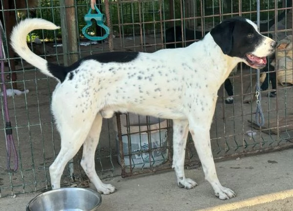 Micky pointer 1 anno | Foto 2