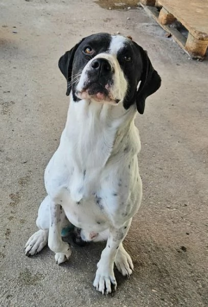 Micky pointer 1 anno | Foto 1