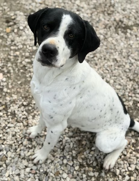 Micky 1 anno taglia media  | Foto 2