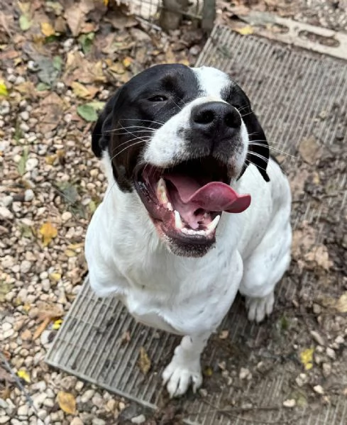 Micky pointer 1 anno