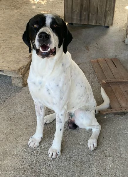 Micky pointer 1 anno | Foto 0