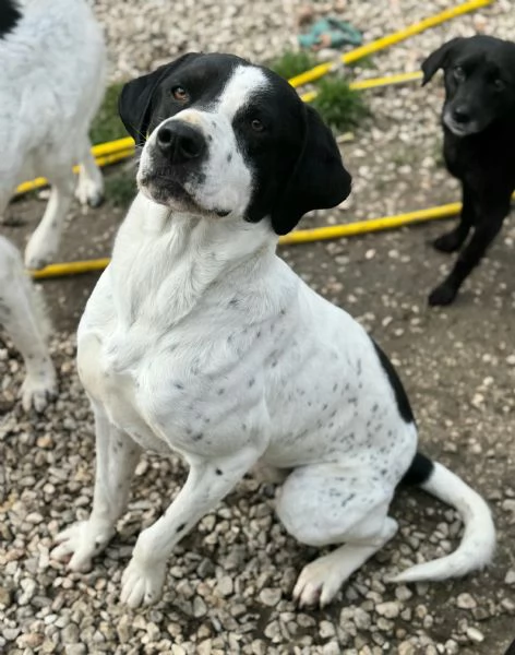 Micky 1 anno taglia media  | Foto 0