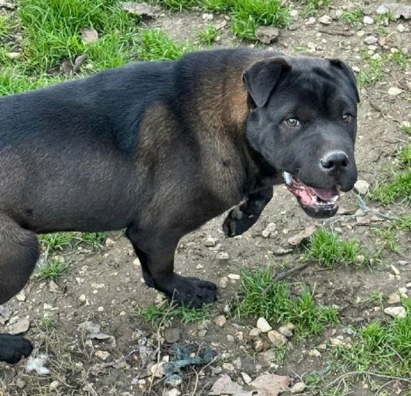 Puma sharpei di 9 mesi | Foto 5