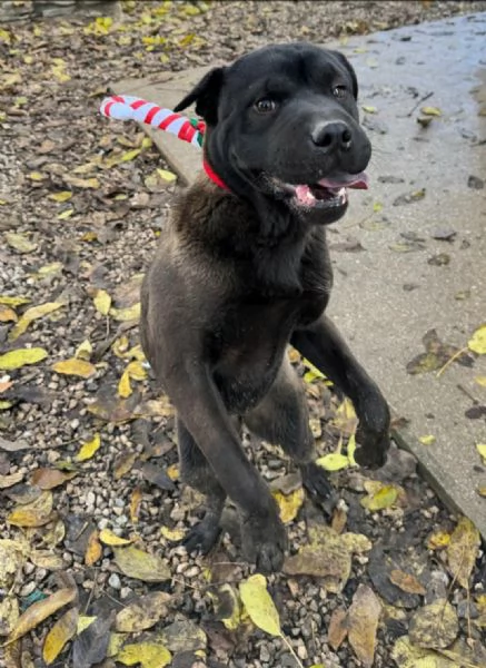 Puma sharpei di 9 mesi | Foto 4