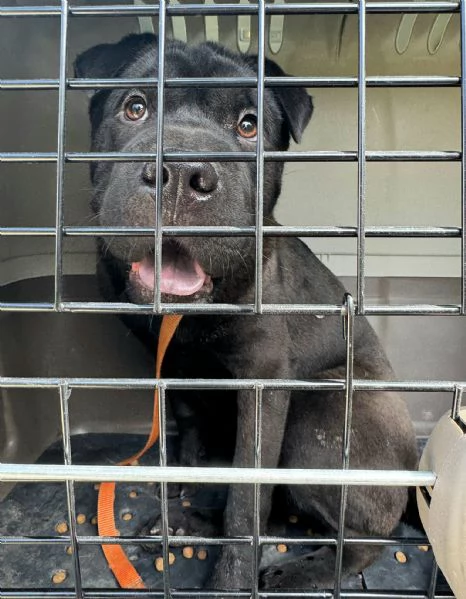 Puma sharpei di 9 mesi | Foto 1