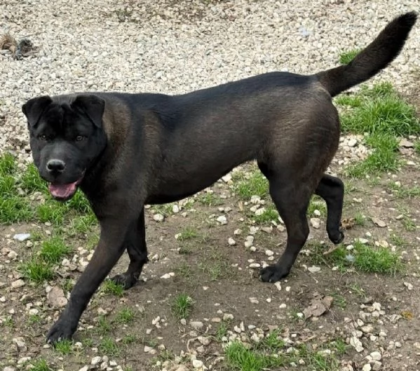 Puma sharpei di 9 mesi | Foto 0