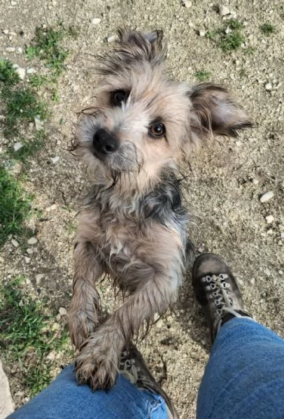 Weeny e Witchy 7 mesi taglia mini | Foto 4