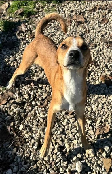 Anacleto 7 mesi taglia piccola  | Foto 1