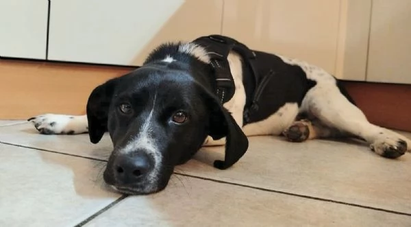 Galileo 1 anno taglia piccola  | Foto 3