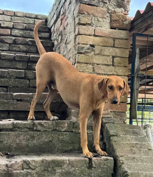 Jack 2 anni Taglia media piccola  | Foto 2