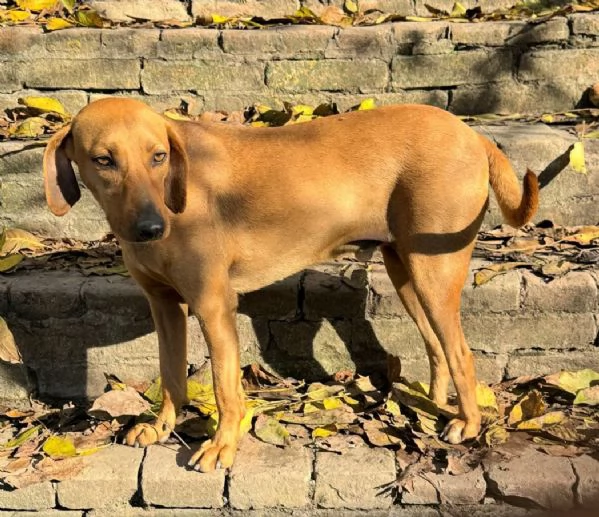 Jack 2 anni Taglia media piccola  | Foto 0