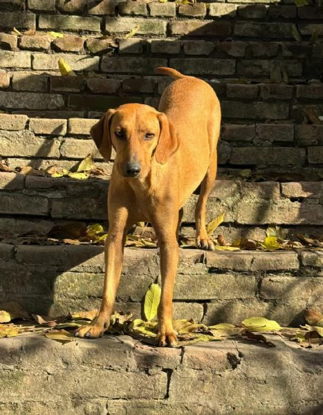 Jack 2 anni Taglia media piccola 