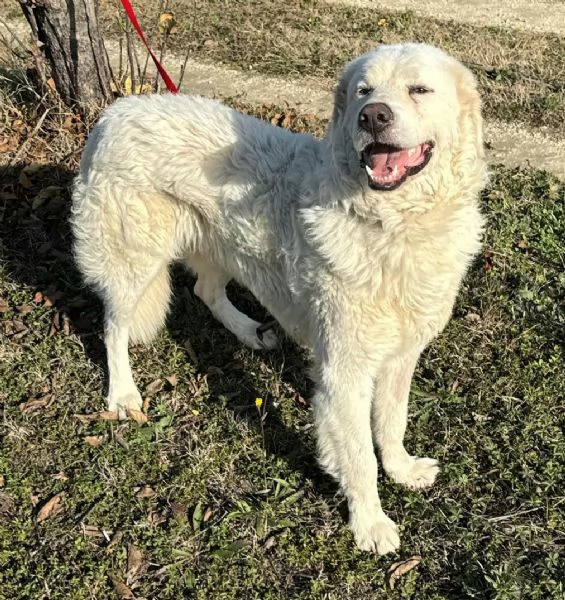 Travis 1 anno taglia grande  | Foto 4