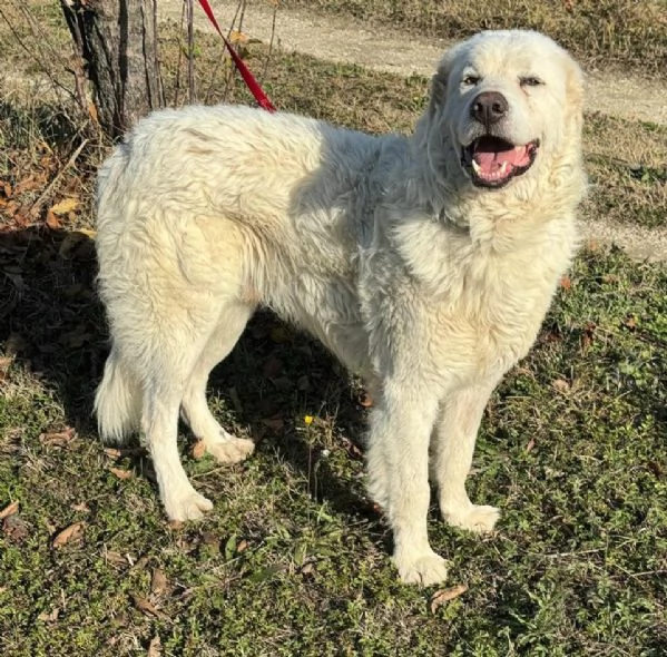 Travis 1 anno taglia grande  | Foto 3