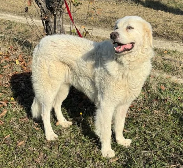 Travis 1 anno taglia grande  | Foto 1