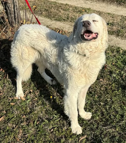 Travis 1 anno taglia grande 