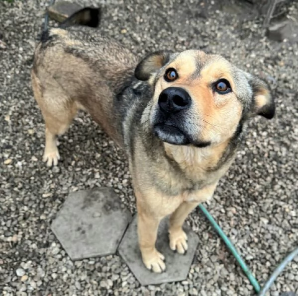 Fargo 3 anni Taglia media grande  | Foto 5