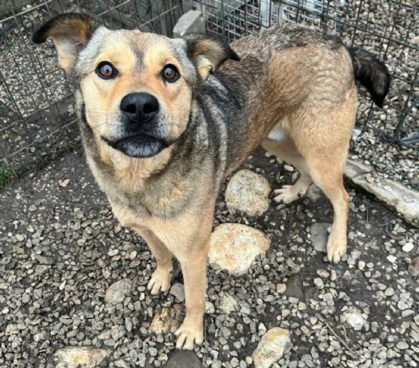 Fargo 3 anni Taglia media grande  | Foto 3