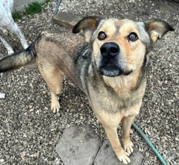 Fargo 3 anni Taglia media grande 