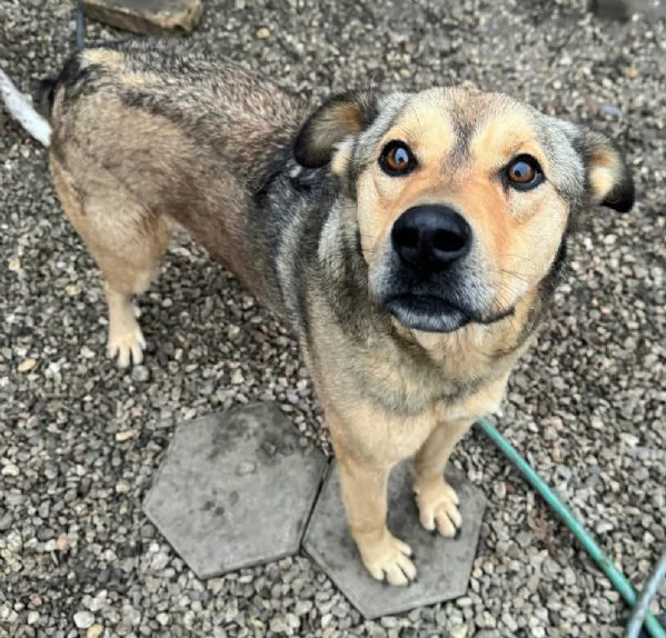 Fargo 3 anni Taglia media grande  | Foto 1