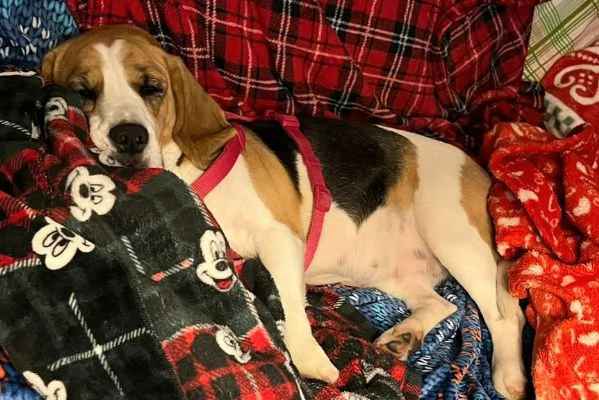 Olimpia 3 anni Beagle  | Foto 3