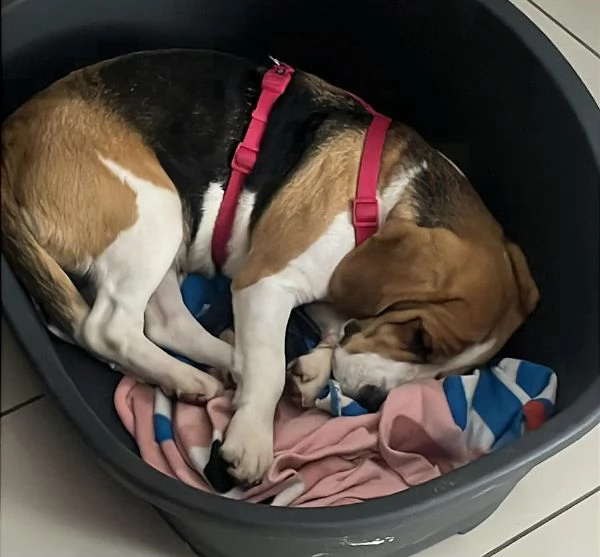 Olimpia 3 anni Beagle  | Foto 2