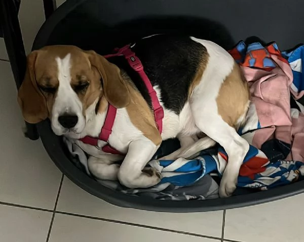 Olimpia 3 anni Beagle  | Foto 1