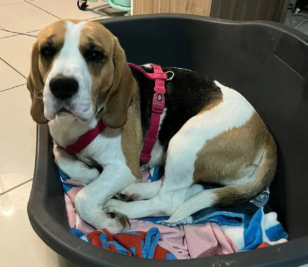 Olimpia 3 anni Beagle  | Foto 0