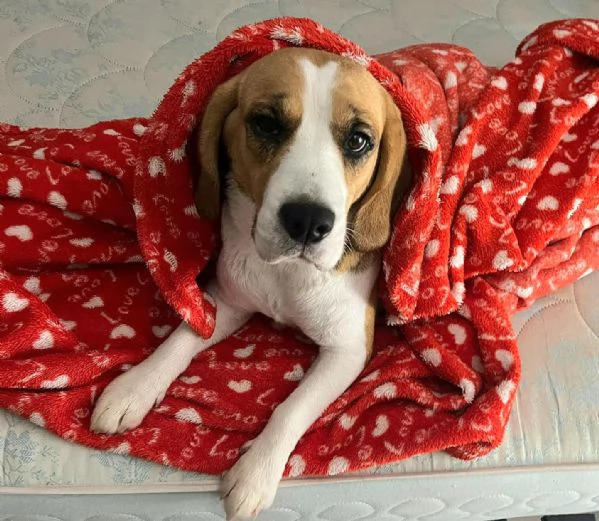 Olimpia 3 anni Beagle 