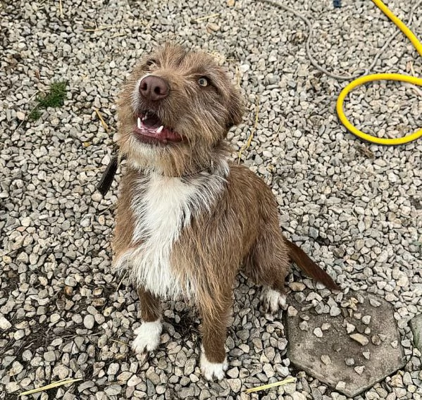 Elide 1 anno taglia media contenuta  | Foto 4