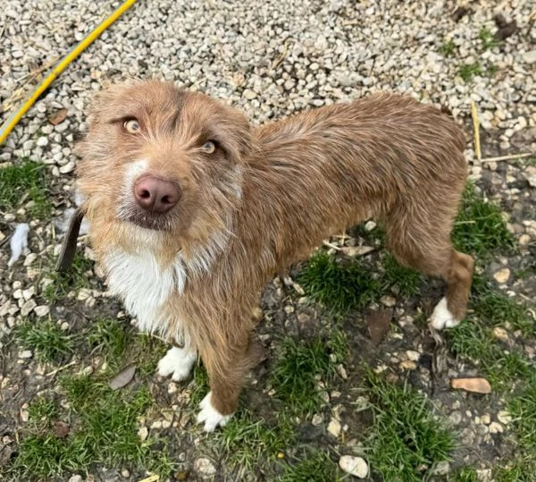 Elide 1 anno taglia media contenuta  | Foto 3