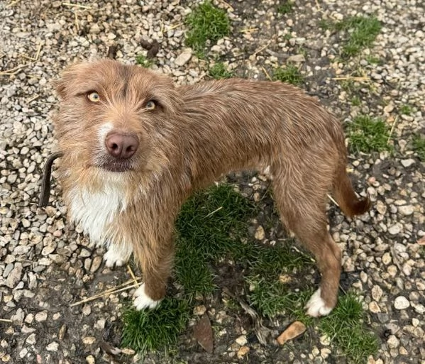 Elide 1 anno taglia media contenuta 