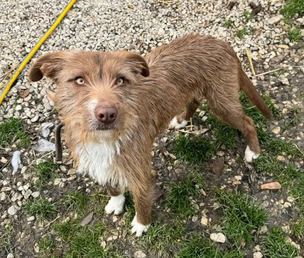 Elide 1 anno taglia media contenuta  | Foto 1